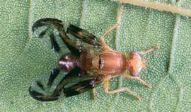  male Caribbean fruit fly adult; photo courtesty of Florida Division of Plant Industry Archive, Florida Department of Agriculture and Consumer Services,  www.bugwood.org 
