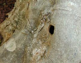  citrus long-horned beetle emergence hole; photo courtesy of Pest and Diseases Image Library,  www.bugwood.org 
