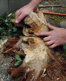  citrus long-horned beetle tunneling damage; photo courtesy of Pest and Diseases Image Library,  www.bugwood.org 
