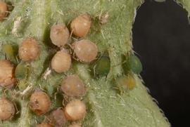  cotton aphid; photo by Lyle Buss, Department of Entomology and Nematology, University of Florida 