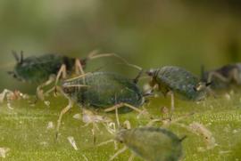  cotton aphid; photo by Lyle Buss, Department of Entomology and Nematology, University of Florida 
