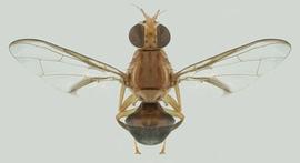   Bactrocera  spp. adult; photo by Natasha Wright, courtesy of Dr. Gary Steck, Florida Department of Agriculture and Consumer Services. 