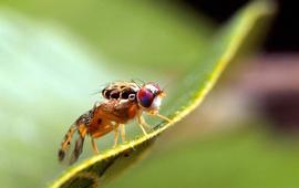  Mediterranean fruit fly adult; photo by Scott Bauer, USDA ARS.  www.invasive.org 
