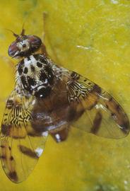  Mediterranean fruit fly adult; photo by Jeffrey Lotz, Florida Department of Agriculture and Consumer Services 
