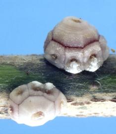  fig wax scale adult; photo by Jeffrey W. Lotz, Florida Department of Agriculture and Consumer Services,  www.bugwood.org 
