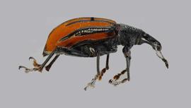  Diaprepres root weevil adult; photo by Anyi Mazo-Vargas,Florida Department of Agriculture and Consumer Services.  www.bugwood.org 
