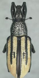  Diaprepres root weevil adult; photo by Natasha Wright, Florida Department of Agriculture and Consumer Services.  www.bugwood.org 
