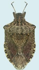  brown marmorated stink bug adult; photo by Natasha Wright, Florida Department of Agriculture and Consumer Services,  www.bugwood.org 
