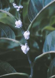  pink hibiscus mealybug infestation; photo by Jeffrey W. Lotz, Florida Department of Agriculture and Consumer Services,  www.forestryimages.org 
