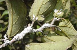  pink hibiscus mealybug infestation; photo courtesy of Florida Division of Plant Industry Archive, Florida Department of Agriculture and Consumer Services,  www.forestryimages.org 
