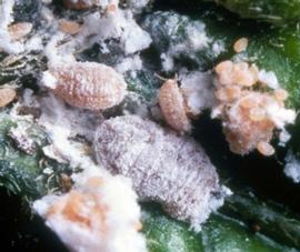  pink hibiscus mealybug eggs, nymphs, and adults; photo by Jeffrey W. Lotz, Florida Department of Agriculture and Consumer Services,  www.forestryimages.org 
