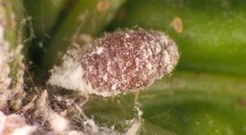  pink hibiscus mealybug; photo by Jeffrey W. Lotz, Florida Department of Agriculture and Consumer Services,  www.forestryimages.org 
