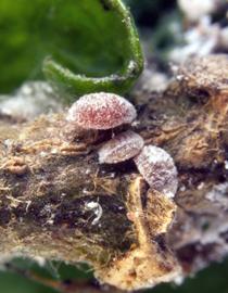  pink hibiscus mealybugs; photo courtesy of Florida Division of Plant Industry Archive, Florida Department of Agriculture and Consumer Services,  www.forestryimages.org 
