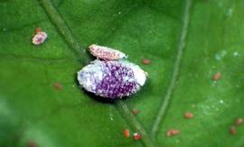  pink hibiscus mealybugs; photo courtesy of Florida Division of Plant Industry Archive, Florida Department of Agriculture and Consumer Services,  www.forestryimages.org 
