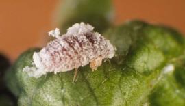  pink hibiscus mealybug; photo by Jeffrey W. Lotz, Florida Department of Agriculture and Consumer Services,  www.forestryimages.org 
