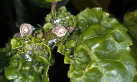  pink hibiscus mealybug leaf feeding damage; photo courtesy of Florida Division of Plant Industry Archive, Florida Department of Agriculture and Consumer Services,  www.forestryimages.org 
