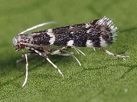  citrus peelminer adult; photo by Jack Clark, University of California  Davis, ANR Communication Services 