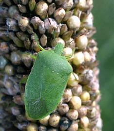  southern green stink bug adult; photo by Russ Ottens, University of Georgia,  www.bugwood.org 

