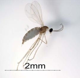  Swede midge ( Contarinia nasturtii ),relative of citrus gall midge and very similar in appearance; photo by Susan Ellis, USDA APHIS PPQ,  www.bugwood.org nbsp;

