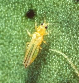  citrus thrips; photo by Joseph Morse, University of California, Riverside,  www.bugwood.org 
