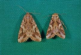  cotton cutworm adult; photo by K. Kiritani,  www.bugwood.org 
