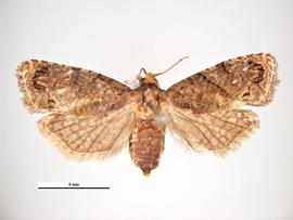  false codling moth adult; photo courtesy of Pest and Diseases Image Library,  www.bugwood.org 
