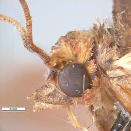  false coddling moth adult; photo courtesy of Pest and Diseases Image Library,  www.bugwood.org 
