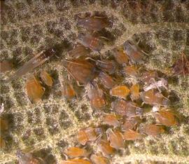  cotton aphid; photo by Lyle Buss, Department of Entomology and Nematology, University of Florida 