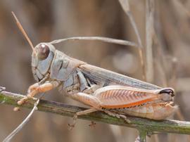  devastating grasshopper adult; photo courtesy of UniProt Taxonomy, www.images.enature.com
