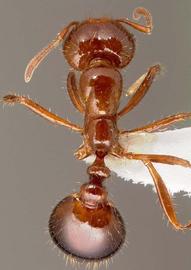  red imported fire ant; photo by April Noble,  www.ipmimages.org 
