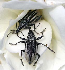  Diaprepres root weevil adults; photo by John Kabashima. http://freshdirt.sunset.com/2008/06/be-on-the-look.html
