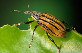  Diaprepres root weevil adult; photo by Keith Weller, United States Department of Agriculture, Agricultural Research Service.  www.bugwood.org 
