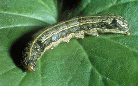  Egyptian cottonworm larva; photo courtesy of Biologische Bundesanstalt für Land und Forstwirtschaft Archive,  www.bugwood.org 
