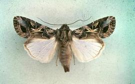  Egyptian cottonworm adult; photo by O. Heikinheimo,  www.bugwood.org 
