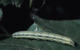  beet armyworm larva; photo by Alton N. Sparks, Jr., University of Georgia,  www.bugwood.org 
