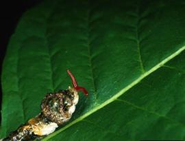  giant swallowtail larva; photo by Lacy L. Hyche, Auburn University,  www.bugwood.org 
