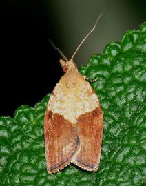  light brown apple moth adult; photo by Bramblejungle from Flickr.  http://theguardsman.com/wp-content/uploads/2008/08/applemoth.jpg 
