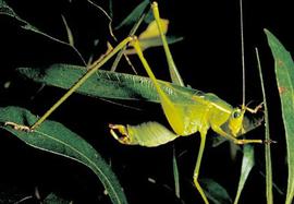  fork-tailed bush katydid adult; photo by T.J. Walker, Department of Entomology and Nematology, University of Florida 