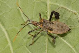  leaf-footed bug nymph; photo by Lyle Buss, Department of Entomology and Nematology, University of Florida 