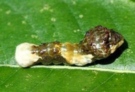  giant swallowtail larva; photo by David Cappaert, Michigan State University,  www.bugwood.org 
