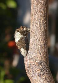  giant swallowtail larva; photo by Jonathan Armstrong, University of Southern California,  www.bugwood.org 
