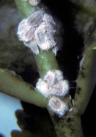  citrus mealybug; photo courtesy of United States National Collection of Scale Insects Photographs Archive, USDA Agricultural Research Service,  www.bugwood.org 
