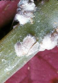 citrus mealybug; photo courtesy of United States National Collection of Scale Insects Photographs Archive, USDA Agricultural Research Service,  www.bugwood.org 
