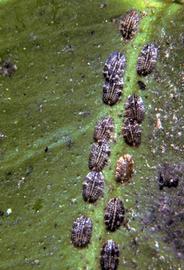  citricola scales; photo courtesy of United States National Collection of Scale Insects Photographs Archive, USDA Agricultural Research Service,  www.bugwood.org 
