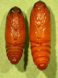  false coddling moth pupae; photo by J.H. Hofmeyr, Citrus Research International, South Africa,  www.bugwood.org 
