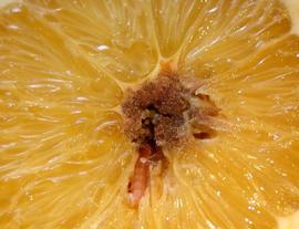  false codling moth larva in citrus; photo by J.H. Hofmeyr, Citrus Research International, South Africa,  www.bugwood.org 
