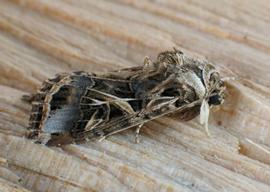  Egyptian cottonworm adult; photo by Bernard Fransen,  www.bugwood.org 
