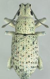  little leaf notcher adult; photo by Natasha Wright, Florida Department of Agriculture and Consumer Services,  www.bugwood.org 
