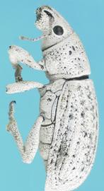  little leaf notcher adult; photo by Natasha Wright, Florida Department of Agriculture and Consumer Services,  www.bugwood.org 
