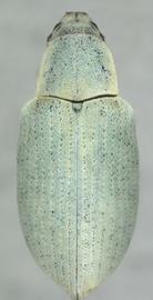  northern citrus root weevil adult; photo by Natasha Wright, Florida Department of Agriculture and Consumer Services,  www.bugwood.org 
